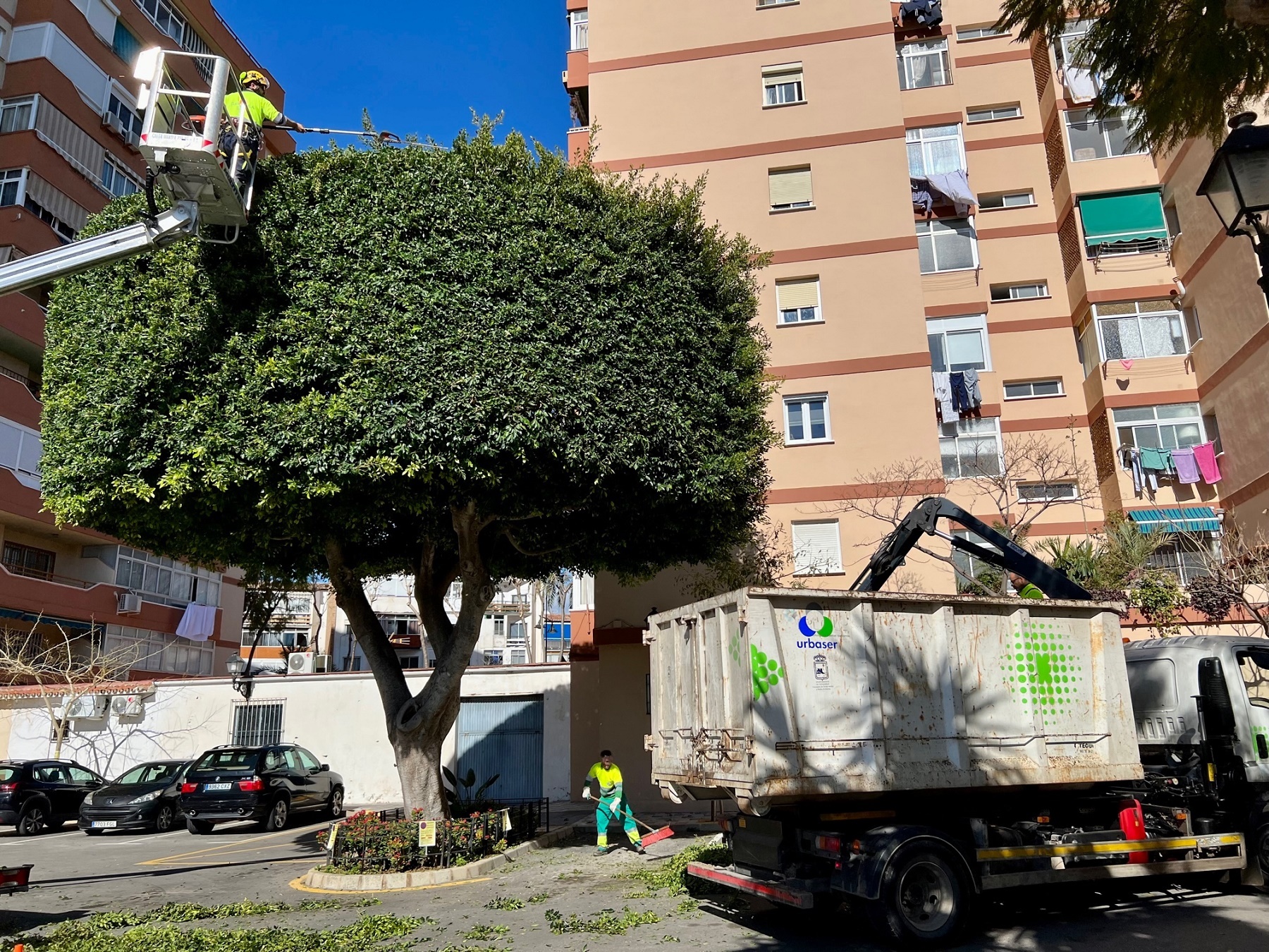 El Ayuntamiento de Fuengirola ultima el Plan de Poda Municipal en ficus