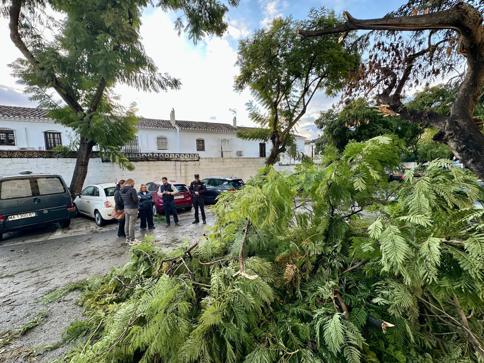 Fuengirola actúa en una treintena de incidencias producidas por el fuerte viento de la pasada madrugada 1 Ca%C3%ADda de ramas en calle Boquetillo