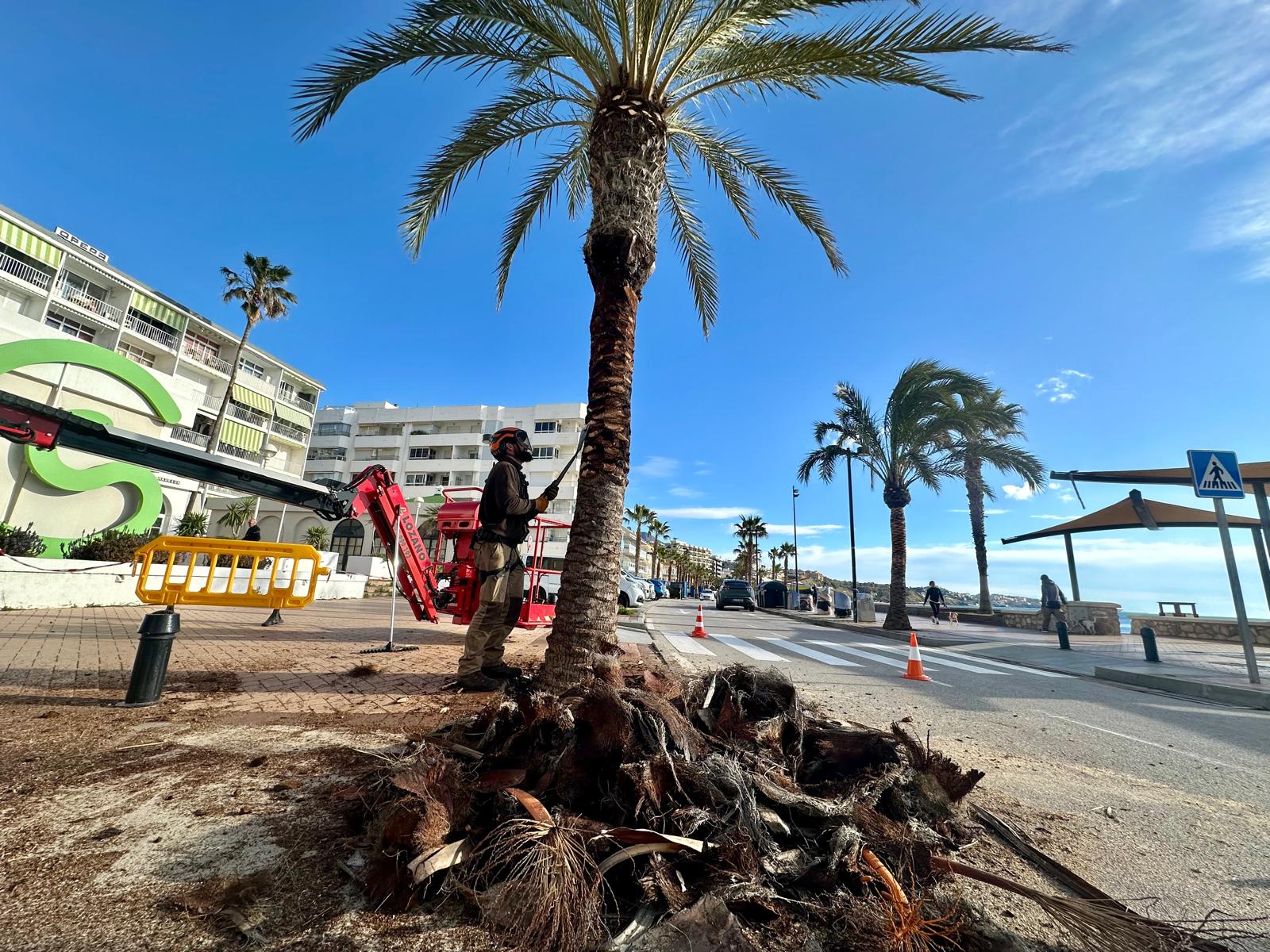 Un operario procede al cepillado del tronco de una palmera del Paseo Mar%C3%ADtimo
